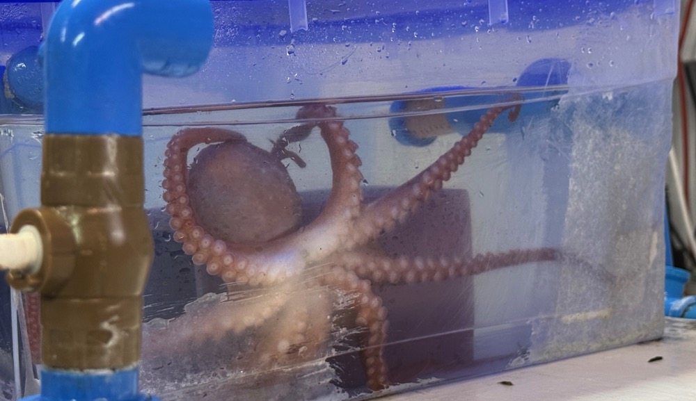 Pulpo1.jpeg